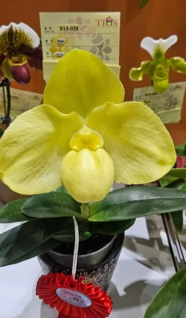 Paphiopedilum hangianum 'Alba' (Paphiopedilum)