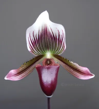 Paphiopedilum barbatum v nigritum x sib (Paphiopedilum)