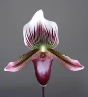 Paphiopedilum barbatum v. nigritum x sib