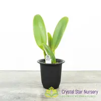 Rhyncholaeliocattleya Dick Smith 'Paradise' (YD02)