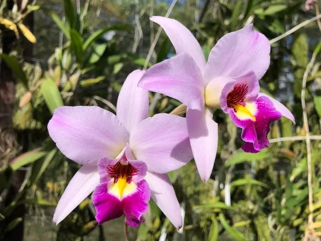 Laelia anceps 'Tsessebe' (Laelia)