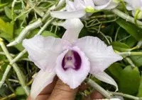 Den. anosmum coerulea (DS219) ( - - anosmum )
