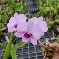 Dendrobium Burana Pink Stripe