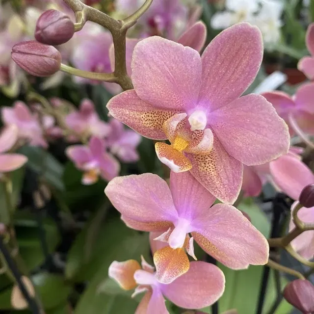 Phalaenopsis Scented Salmon