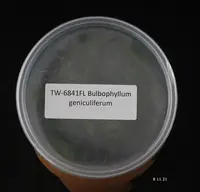 FLASK Bulb. geniculiferum