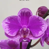 [Bare-root][Import AS-IS] #PA# Phal. Queen Beer 'Splash' 滿天紅 '插角' [2.5" BS][Sept Preorder 26]