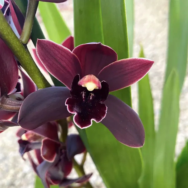 Cymbidium Hybrids Cali Night (Cymbidium)
