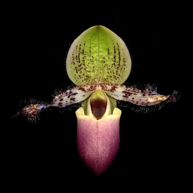 Paphiopedilum glaucophyllum