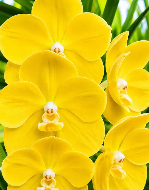 Vanda Charles Goodfellow × Nopporn Gold (Vanda)