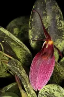 Restrepia contorta