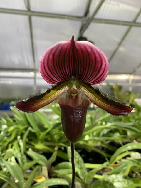 Paphiopedilum Maudiae ‘Los Osos’ AM/AOS X Paph. Hung Sheng Red Apple ‘CY9269 #A’ (Paphiopedilum)