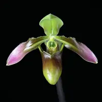 Paphiopedilum appletonianum