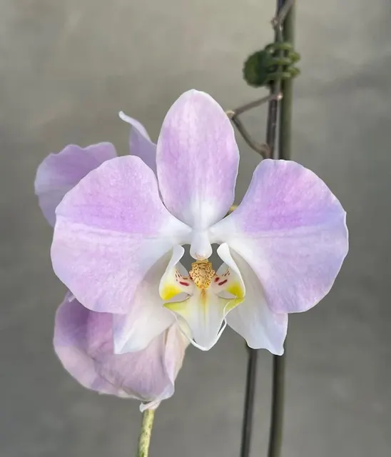 Phalaenopsis sanderiana 'Silver Leaf'