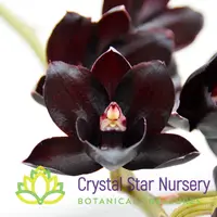 Fredclarkeara After Dark 'Black Pearl' — 2.5” Pot / Without Spike