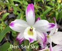Den. Sea Sky 'Silk' (Hamana Lake x Second Love) (DSSS) (Hybrid)