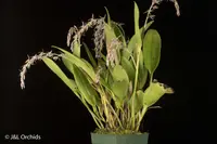 Pleurothallis fastidiosa