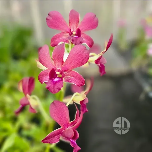 Dendrobium Thongchai Gold x Sampran