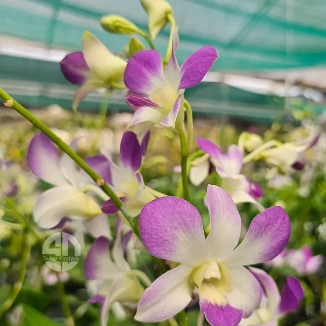 Dendrobium Blue Angel