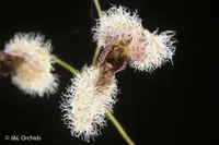 Pleurothallis flexuosa