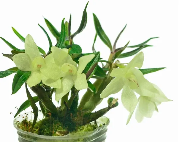 Dendrobium Mountain Magic F. Alba