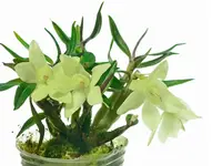 Dendrobium Mountain Magic f. alba