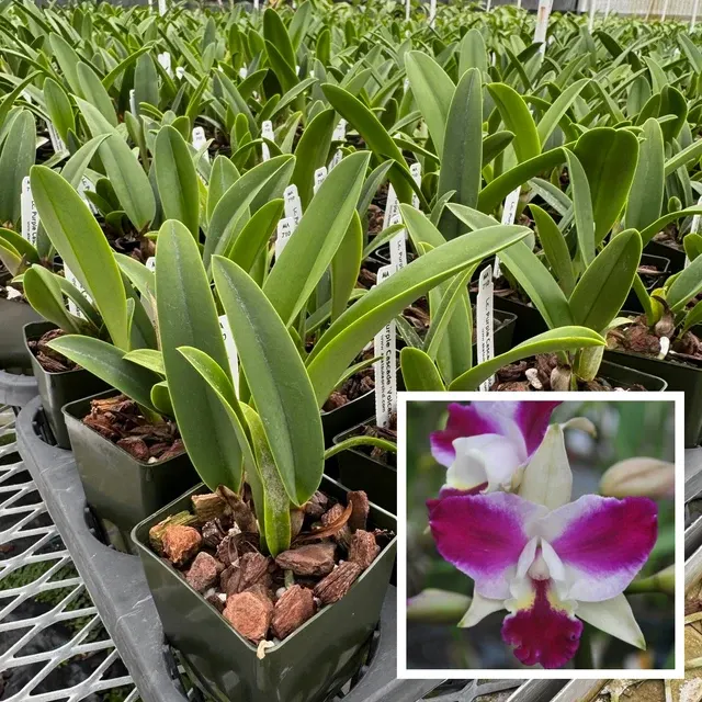 Laeliocattleya Purple Cascade 'Volcano Queen' (Laeliocattleya)