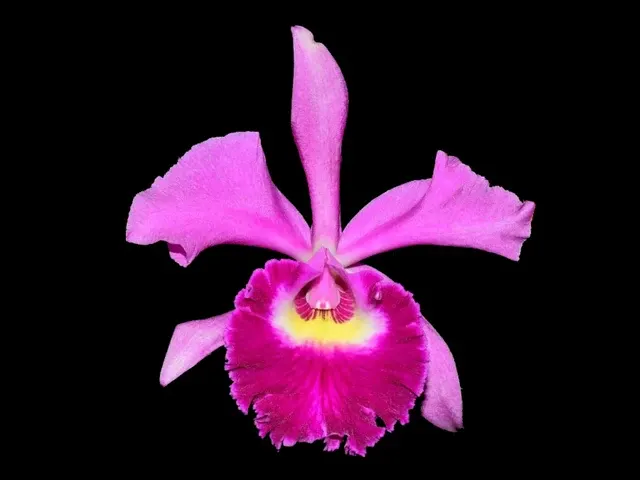Rhyncholaeliocattleya Ecuagenera Elegant Pamela (Rhyncholaeliocattleya)