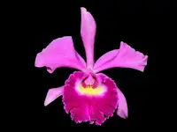 Rhyncholaeliocattleya Ecuagenera Elegant Pamela
