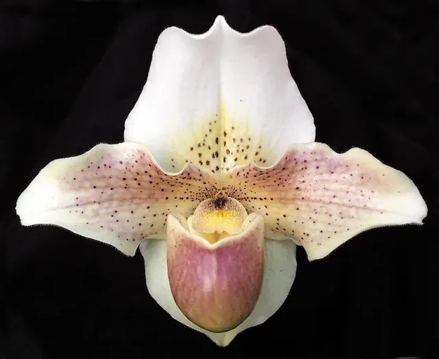 Paphiopedilum Dusty Miller AM/AOS 'Downlands' (Paphiopedilum)