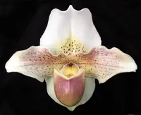 Paphiopedilum Dusty Miller 'Downlands' AM/AOS