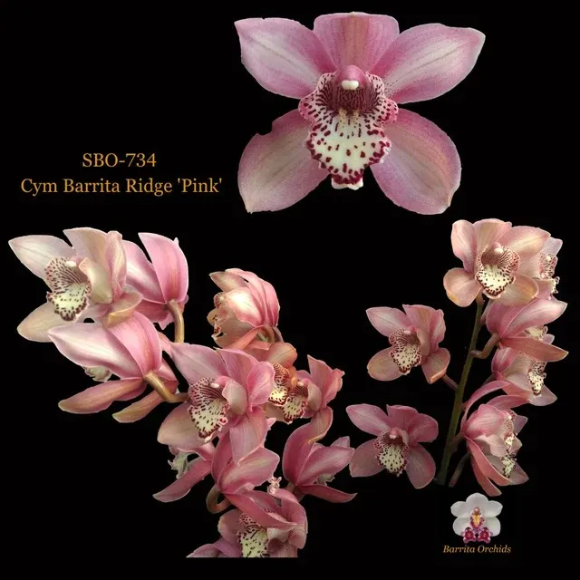 Cymbidium Barrita Ridge 'Pink' (Cymbidium)