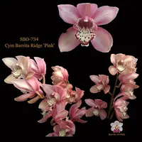 100mm Cymbidium Orchid clone SBO-734 Cym Barrita Ridge 'Pink'