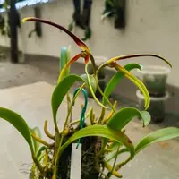 Bulbophyllum unitubum