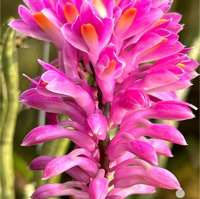 Dendrobium Secundum x Sib (Dendrobium)