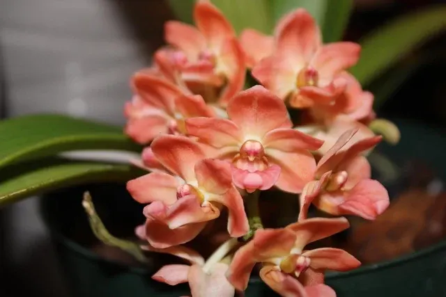 Rhynchostylis gigantea peach form
