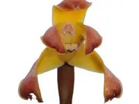 Maxillaria porrecta