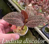 Lus. discolor (JEW08) ( - - Goodyerinae subtribe ) Lus.=Ludisia