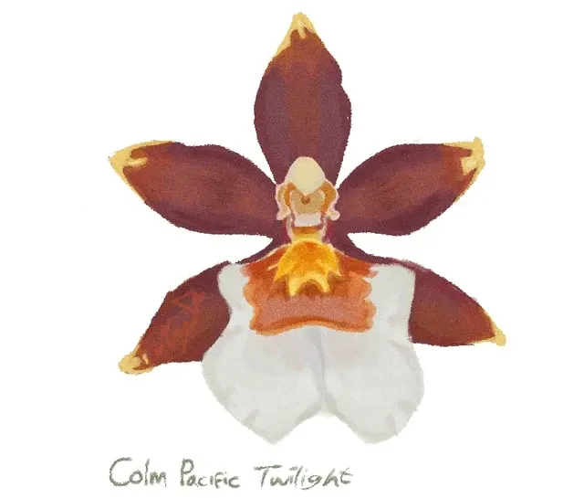 Oncidium Colm. Pacific Twilight (Oncidium)