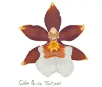 Oncidium Colm. Pacific Twilight