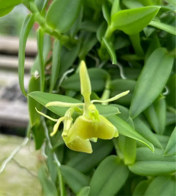 Epidendrum porpax 'Alba'
