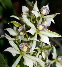 Anacheilium fragrans