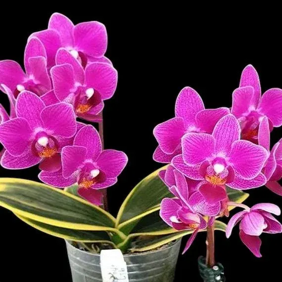 Phalaenopsis Soyo Yenlin Coffee Variegated