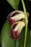 Zootrophion lappaceum