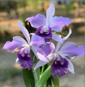 Cattleya Mishima Elf 'Blue Ocean' (Cattleya)