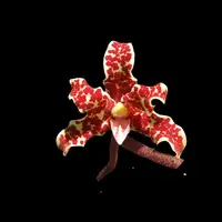 Dimorphorchis lowii