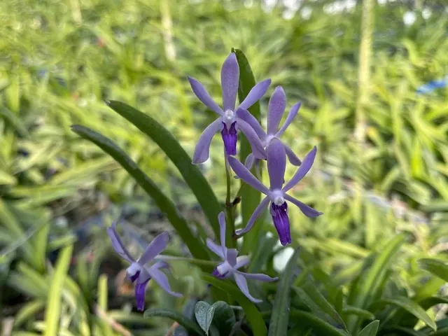 Vanda Crystal Freeman (Vanda)