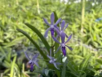 Vanda Crystal Freeman