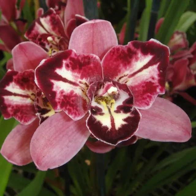 Cymbidium Peppers Fire 'Fiesta' (Cymbidium)