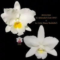 Cattleya Orchid Hybrid SVO11934 (C. Schroder's Catt 'SVO' x Lc. Artic Moon 'Rochelle')