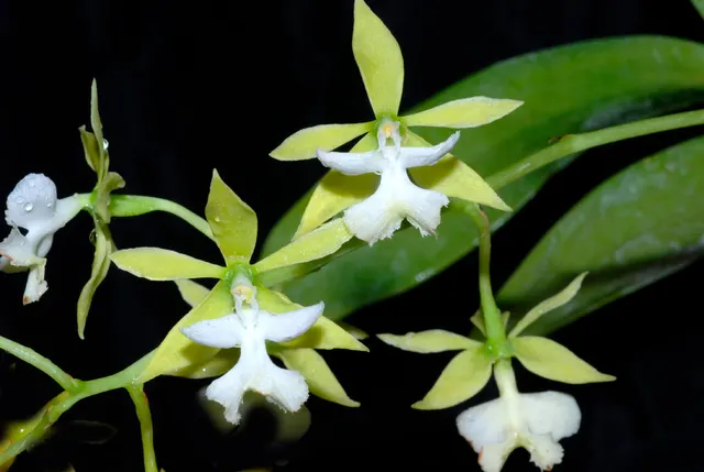 Epidendrum stamfordianum var album (Epidendrum)